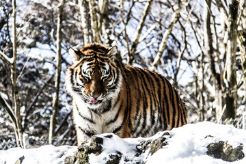 Fototapeta na wymiar Tigers at Fuji Safari Park in the snow._01