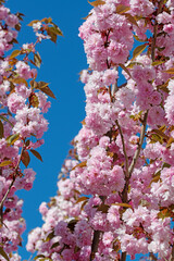 Japanische Nelkenkirsche, Prunus serrulata, Blüten im Frühling