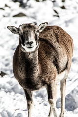 Goats at Fuji Safari Park in the snow._02