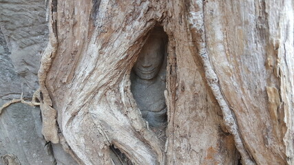 Cambodia.  Ta Prohm temple.  The bas-relief of the dancer Apsara, overgrown with tree roots.  Siem Reap city.  Siem Reap province. 