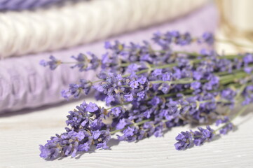 lavender flowers on white