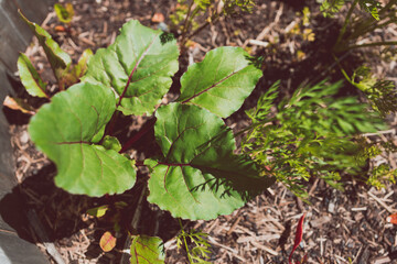 beetroot plants in wooden barrel planter outdoor in sunny vegetable garden