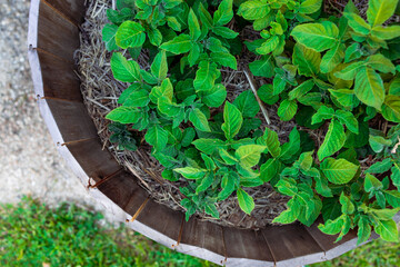 Fototapeta na wymiar potato plants in wooden barrel planter outdoor in sunny vegetable garden