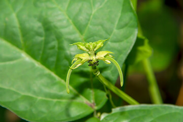 The unbloomed lentils and the newly born bean pods