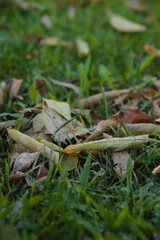 Dry leaves in the grass. Falling leaves in autumn.