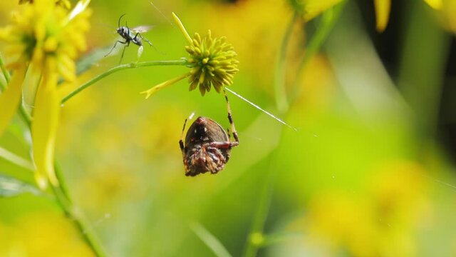 Black Wasp Flying Near Large Fat Spider Hanging On Web In Yellow Flowers Cinematic HD Slow Motion 120fps
