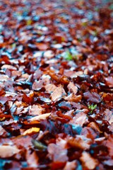 autumn leaves background