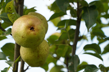 apples Frumosul de Voinesti exhibited in the Voinesti area