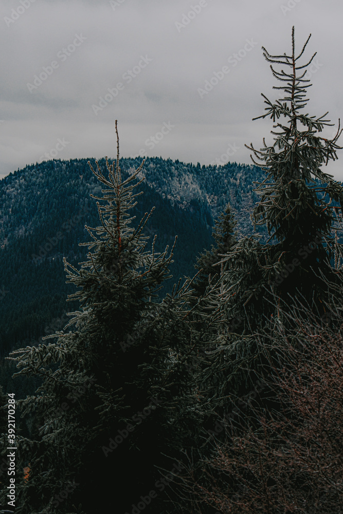 Wall mural vertical shot of trees in a landscape