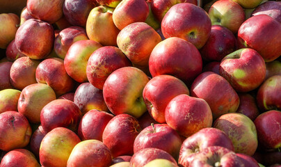 apples Frumosul de Voinesti exhibited in the Voinesti area
