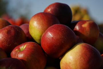 apples Frumosul de Voinesti exhibited in the Voinesti area