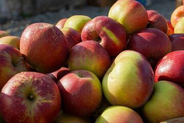apples Frumosul de Voinesti exhibited in the Voinesti area
