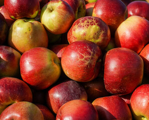 apples Frumosul de Voinesti exhibited in the Voinesti area