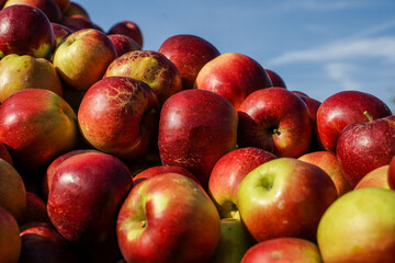apples Frumosul de Voinesti exhibited in the Voinesti area