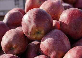apples Frumosul de Voinesti exhibited in the Voinesti area