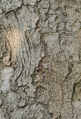 Tree trunk and bark texture, pattern natural detail