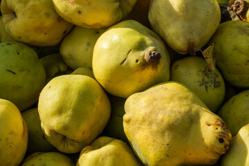 natural quinces displayed on the stall to be sold and consumed by customers