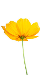 Isolated close up of a Singapore daisy Yellow flower with white background 