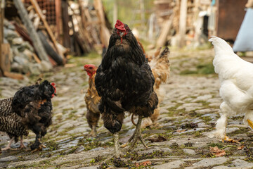 black cock proud of his yard