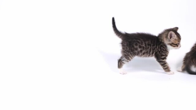 4k Two little striped playful kittens playing together on white studio background. Healthy adorable domestic pets and cats