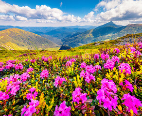 Fantastic summer view of blooming pink rhododendron flowers on the mountain hills. Picturesque summer view of Carpathian mountains, Ukraine, Europe. Beauty of nature concept background..