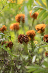 Portraits, marigolds, flower buds and withered in the garden.