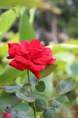 Portrait Red roses in full bloom and fuchsia in the garden.