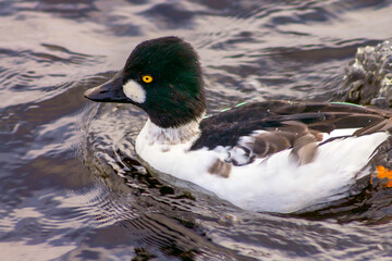 A bird of the duck family, the common gogol, swims in the reservoir.