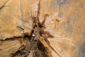cross section of tree trunk