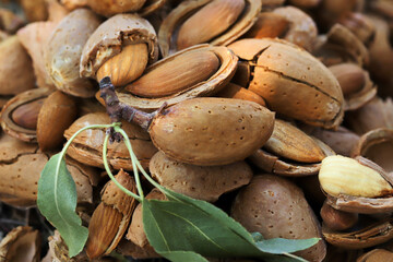 almond harvest time - broken almonds