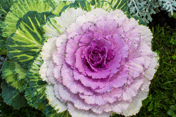 pink ornamental cabbage in the garden