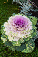 pink ornamental cabbage in the garden
