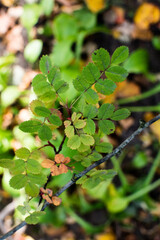 textured leaves on a green background