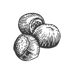 Sketch vector illustration of hazelnut. Engraving style hand drawn nuts.