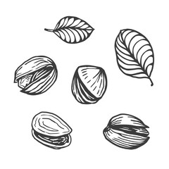 Sketch vector illustration of pistachios. Open and fried nuts collection