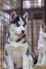 Close-up of husky dog puppies being in a cage and watching