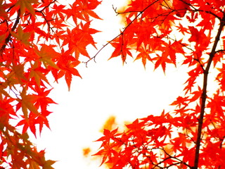 紅葉