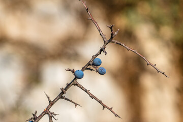 Dry thorn with blue berries