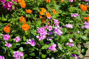 Colorful flower in natural garden in Thailand