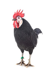 White-faced Black Spanish in studio