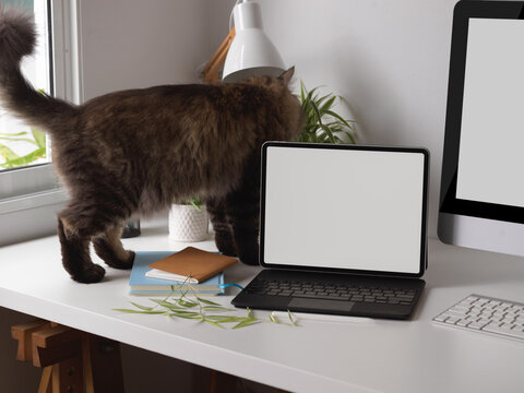 A Cat Walking On Worktable With Tablet, Computer And Supplies, Clipping Path