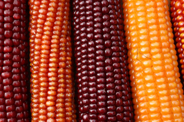 Close-up of colorful corn cobs texture. Autumnal background