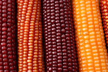 Close-up of colorful corn cobs texture. Autumnal background