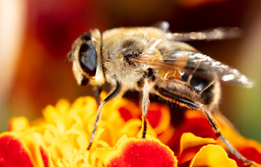 Close-up of a bee on a flower.