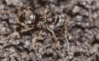 Ant crawling on the ground.