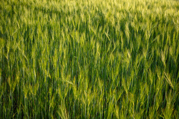 Green ears of wheat at sunset.