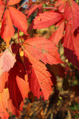 Virginia creeper plant in autmn. Red climbing vine Parthenocissus quinquefolia
