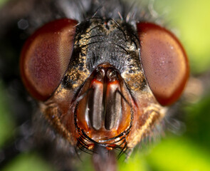 Close-up portrait of a fly in nature.