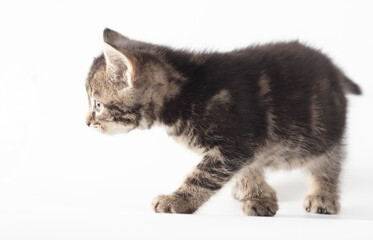 Fototapeta premium Kitten isolated on a white background.