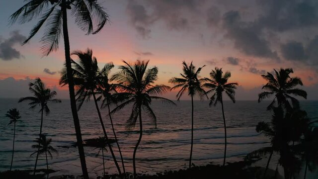 Aerial view of palm and coconut trees on beach, Goa, India.